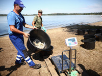 Dead fishes are being removed from Lake Dzierzno Duze in Rzeczyce, southern Poland on August 20th, 2024. Since the beginning of August, over...