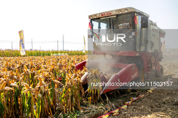 Farmers plant ''yellow golden 823'' corn with a yield of 1,904.6 jin per mu in Anyang, China, on August 23, 2024. 