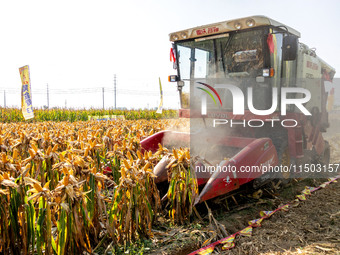 Farmers plant ''yellow golden 823'' corn with a yield of 1,904.6 jin per mu in Anyang, China, on August 23, 2024. (