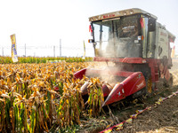 Farmers plant ''yellow golden 823'' corn with a yield of 1,904.6 jin per mu in Anyang, China, on August 23, 2024. (