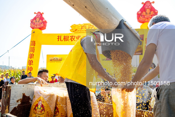 Farmers plant ''yellow golden 823'' corn with a yield of 1,904.6 jin per mu in Anyang, China, on August 23, 2024. 