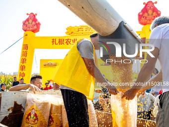 Farmers plant ''yellow golden 823'' corn with a yield of 1,904.6 jin per mu in Anyang, China, on August 23, 2024. (