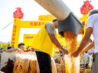 Farmers plant ''yellow golden 823'' corn with a yield of 1,904.6 jin per mu in Anyang, China, on August 23, 2024. (