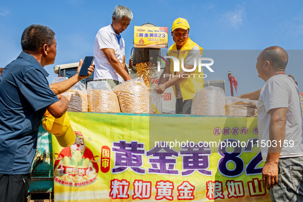 Farmers plant ''yellow golden 823'' corn with a yield of 1,904.6 jin per mu in Anyang, China, on August 23, 2024. 