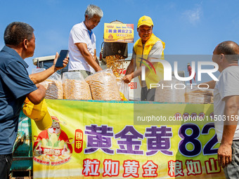 Farmers plant ''yellow golden 823'' corn with a yield of 1,904.6 jin per mu in Anyang, China, on August 23, 2024. (