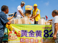 Farmers plant ''yellow golden 823'' corn with a yield of 1,904.6 jin per mu in Anyang, China, on August 23, 2024. (