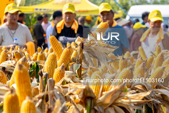 Farmers plant ''yellow golden 823'' corn with a yield of 1,904.6 jin per mu in Anyang, China, on August 23, 2024. 