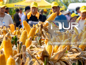 Farmers plant ''yellow golden 823'' corn with a yield of 1,904.6 jin per mu in Anyang, China, on August 23, 2024. (