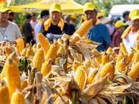 Farmers plant ''yellow golden 823'' corn with a yield of 1,904.6 jin per mu in Anyang, China, on August 23, 2024. (