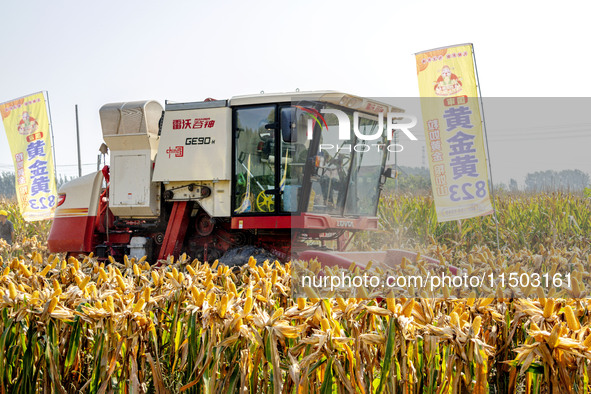 Farmers plant ''yellow golden 823'' corn with a yield of 1,904.6 jin per mu in Anyang, China, on August 23, 2024. 