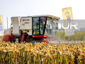 Farmers plant ''yellow golden 823'' corn with a yield of 1,904.6 jin per mu in Anyang, China, on August 23, 2024. (