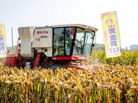 Farmers plant ''yellow golden 823'' corn with a yield of 1,904.6 jin per mu in Anyang, China, on August 23, 2024. (