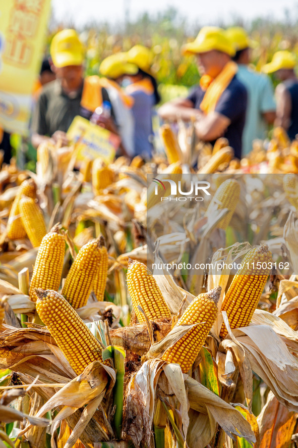 Farmers plant ''yellow golden 823'' corn with a yield of 1,904.6 jin per mu in Anyang, China, on August 23, 2024. 