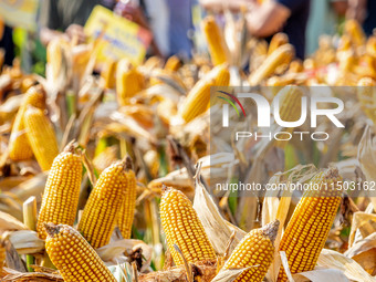 Farmers plant ''yellow golden 823'' corn with a yield of 1,904.6 jin per mu in Anyang, China, on August 23, 2024. (