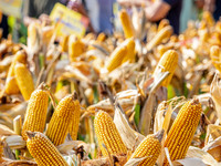 Farmers plant ''yellow golden 823'' corn with a yield of 1,904.6 jin per mu in Anyang, China, on August 23, 2024. (