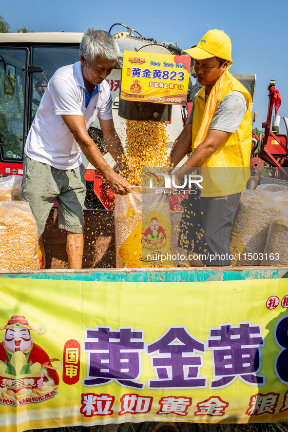 Farmers plant ''yellow golden 823'' corn with a yield of 1,904.6 jin per mu in Anyang, China, on August 23, 2024. 