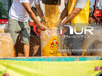 Farmers plant ''yellow golden 823'' corn with a yield of 1,904.6 jin per mu in Anyang, China, on August 23, 2024. (