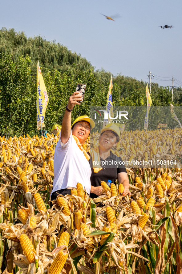 Farmers plant ''yellow golden 823'' corn with a yield of 1,904.6 jin per mu in Anyang, China, on August 23, 2024. 