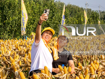 Farmers plant ''yellow golden 823'' corn with a yield of 1,904.6 jin per mu in Anyang, China, on August 23, 2024. (