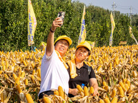 Farmers plant ''yellow golden 823'' corn with a yield of 1,904.6 jin per mu in Anyang, China, on August 23, 2024. (