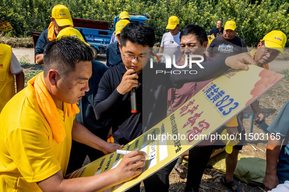 Farmers plant ''yellow golden 823'' corn with a yield of 1,904.6 jin per mu in Anyang, China, on August 23, 2024. 