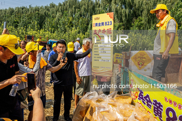 Farmers plant ''yellow golden 823'' corn with a yield of 1,904.6 jin per mu in Anyang, China, on August 23, 2024. 