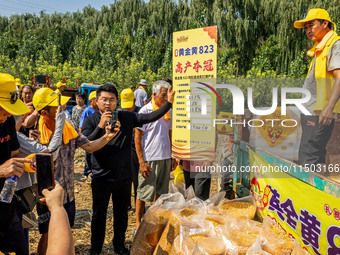 Farmers plant ''yellow golden 823'' corn with a yield of 1,904.6 jin per mu in Anyang, China, on August 23, 2024. (