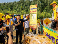 Farmers plant ''yellow golden 823'' corn with a yield of 1,904.6 jin per mu in Anyang, China, on August 23, 2024. (