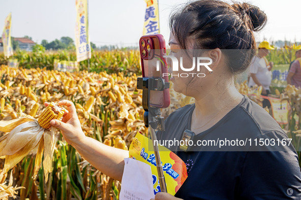 Farmers plant ''yellow golden 823'' corn with a yield of 1,904.6 jin per mu in Anyang, China, on August 23, 2024. 