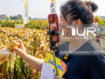 Farmers plant ''yellow golden 823'' corn with a yield of 1,904.6 jin per mu in Anyang, China, on August 23, 2024. (