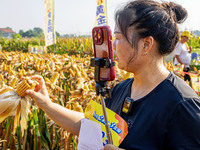 Farmers plant ''yellow golden 823'' corn with a yield of 1,904.6 jin per mu in Anyang, China, on August 23, 2024. (