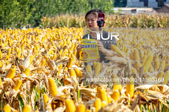 Farmers plant ''yellow golden 823'' corn with a yield of 1,904.6 jin per mu in Anyang, China, on August 23, 2024. 