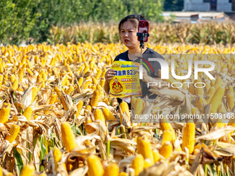 Farmers plant ''yellow golden 823'' corn with a yield of 1,904.6 jin per mu in Anyang, China, on August 23, 2024. (