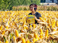 Farmers plant ''yellow golden 823'' corn with a yield of 1,904.6 jin per mu in Anyang, China, on August 23, 2024. (