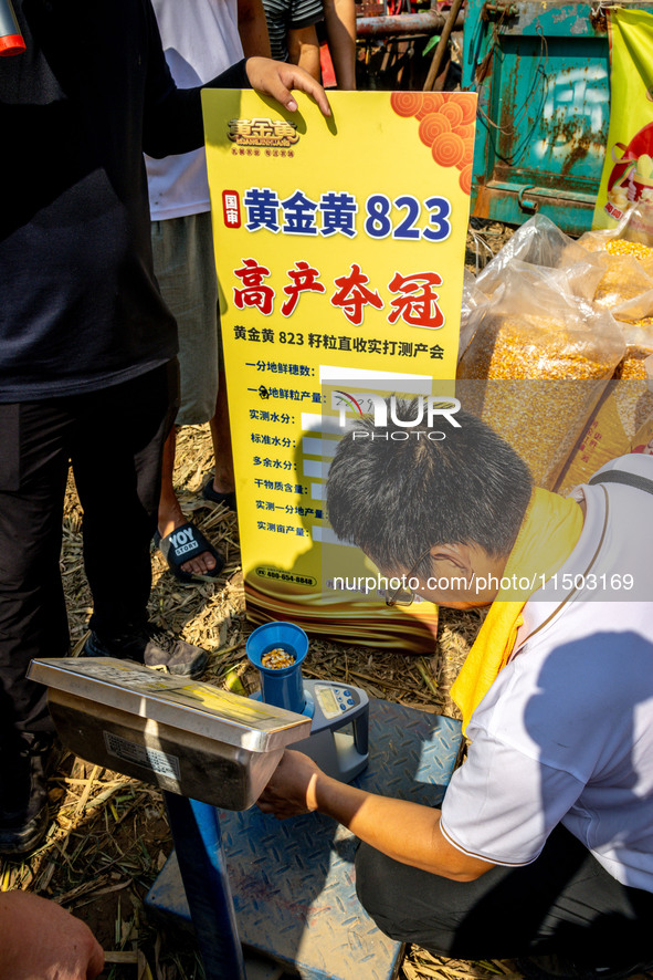 Farmers plant ''yellow golden 823'' corn with a yield of 1,904.6 jin per mu in Anyang, China, on August 23, 2024. 