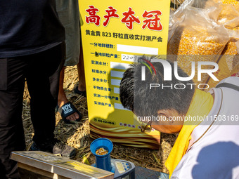 Farmers plant ''yellow golden 823'' corn with a yield of 1,904.6 jin per mu in Anyang, China, on August 23, 2024. (