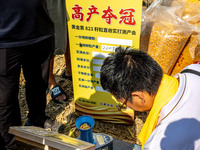 Farmers plant ''yellow golden 823'' corn with a yield of 1,904.6 jin per mu in Anyang, China, on August 23, 2024. (