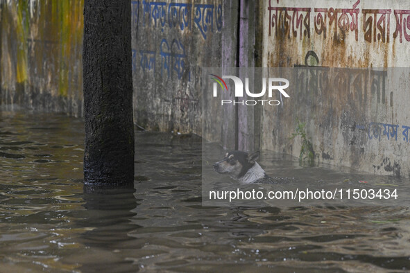 A dog wades through floodwaters in the Mohipal area of Feni district in Chittagong division, Bangladesh, on August 23, 2024. At least 13 peo...