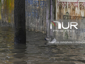 A dog wades through floodwaters in the Mohipal area of Feni district in Chittagong division, Bangladesh, on August 23, 2024. At least 13 peo...