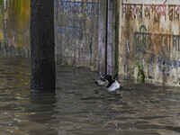 A dog wades through floodwaters in the Mohipal area of Feni district in Chittagong division, Bangladesh, on August 23, 2024. At least 13 peo...