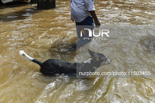 A dog wades through floodwaters in the Mohipal area of Feni district in Chittagong division, Bangladesh, on August 23, 2024. At least 13 peo...