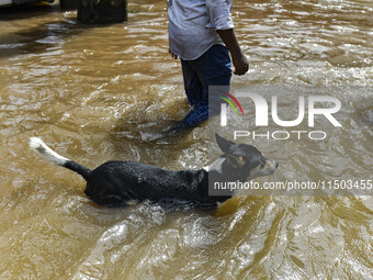 A dog wades through floodwaters in the Mohipal area of Feni district in Chittagong division, Bangladesh, on August 23, 2024. At least 13 peo...