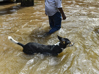 A dog wades through floodwaters in the Mohipal area of Feni district in Chittagong division, Bangladesh, on August 23, 2024. At least 13 peo...