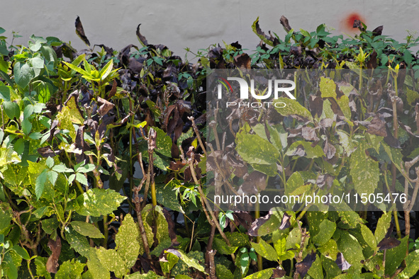 High temperatures cause some shrubs to wither in a neighborhood in Shanghai, China, on August 24, 2024. 