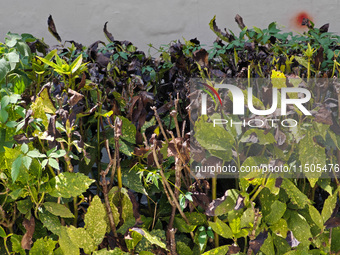 High temperatures cause some shrubs to wither in a neighborhood in Shanghai, China, on August 24, 2024. (