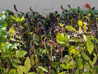 High temperatures cause some shrubs to wither in a neighborhood in Shanghai, China, on August 24, 2024. (