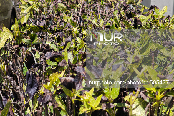 High temperatures cause some shrubs to wither in a neighborhood in Shanghai, China, on August 24, 2024. 