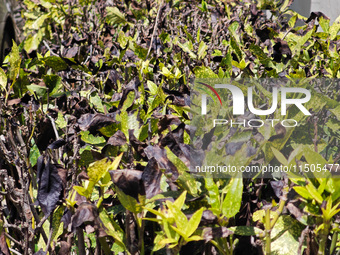 High temperatures cause some shrubs to wither in a neighborhood in Shanghai, China, on August 24, 2024. (