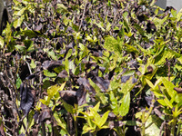 High temperatures cause some shrubs to wither in a neighborhood in Shanghai, China, on August 24, 2024. (