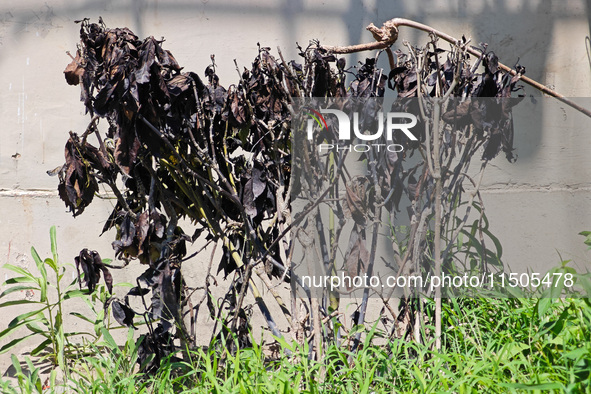 High temperatures cause some shrubs to wither in a neighborhood in Shanghai, China, on August 24, 2024. 